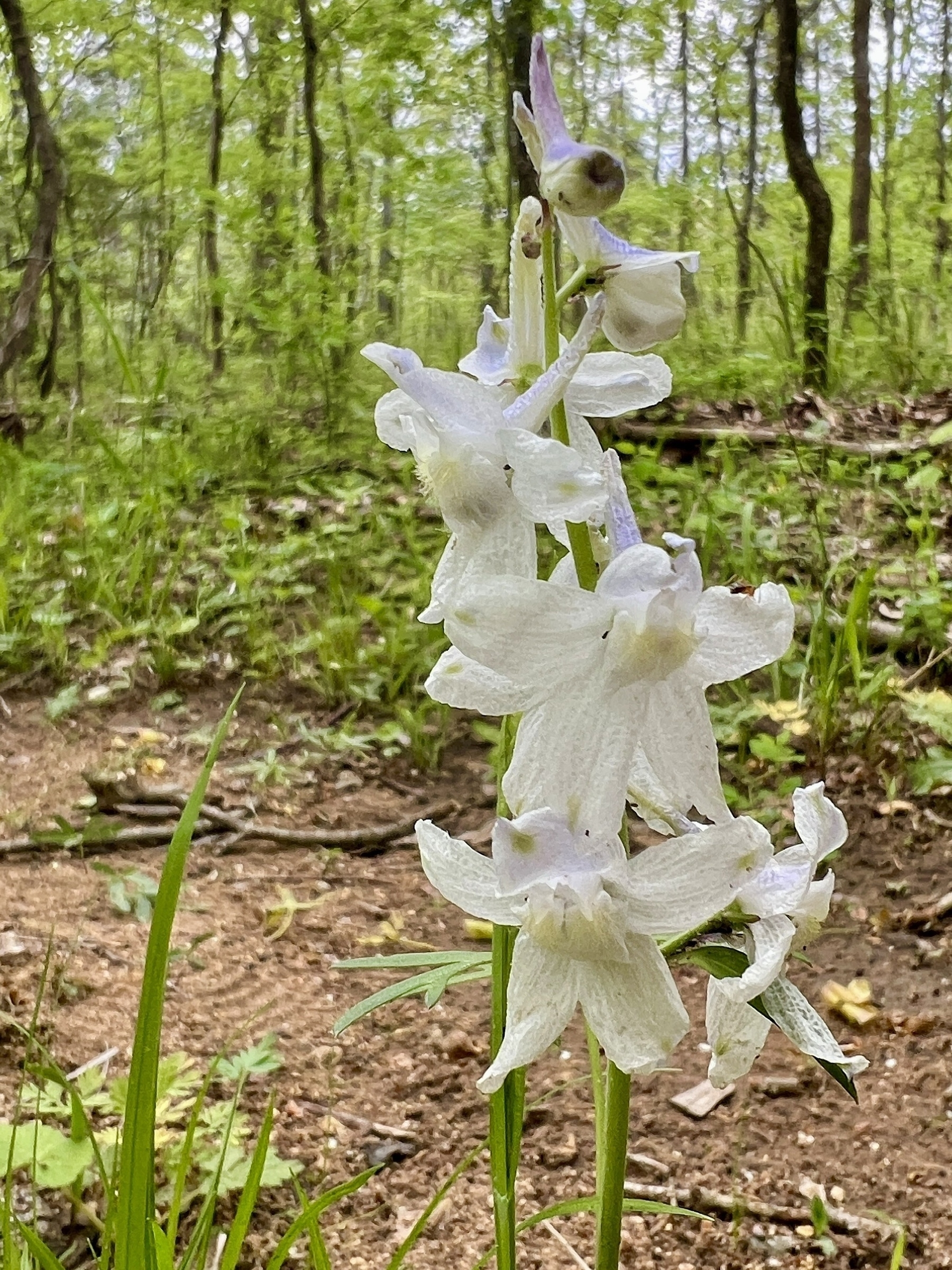 A stem of four mostly white Larkspur flowers growing in the woods. There are hints of pale purple along the top of some of the flowers. 