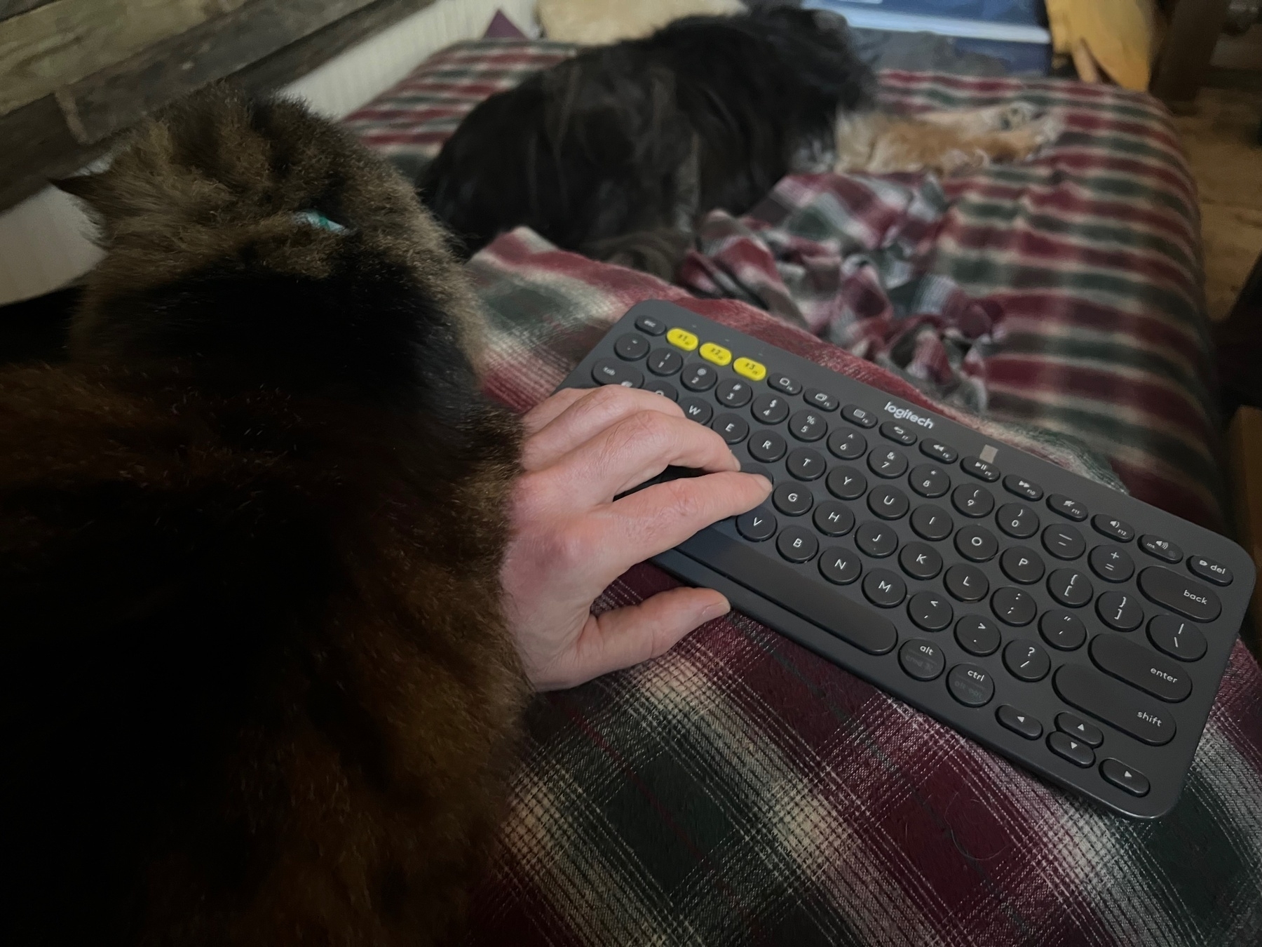 a cat lays across the photographers fore arm as he tries to type from bed. In the background, a dog is napping