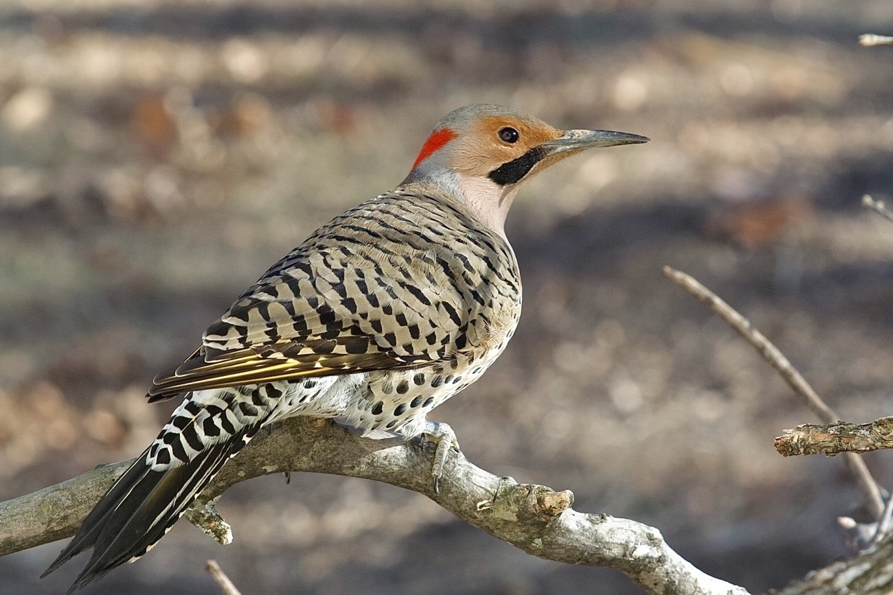 A large, grayish tan woodpecker perched on a branch. It's chest is covered with black spots and the feathers on it's back is a pattern of tan and black. It has a gray cap on the top of its head and on the back of it's head a red spot. It's chest bears a large black marking that looks like a bib. 