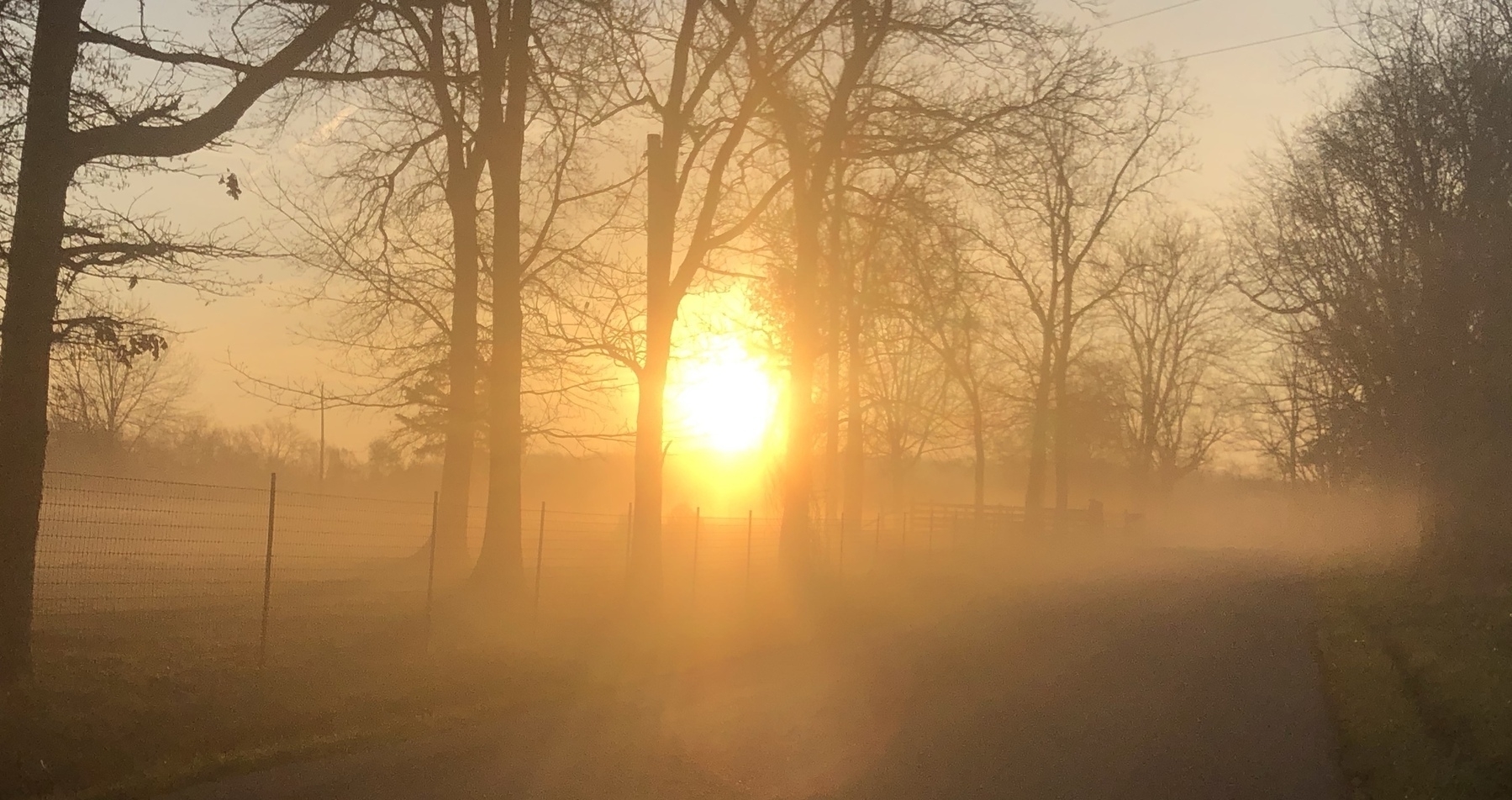 The golden sun is rising through early morning fog and trees.