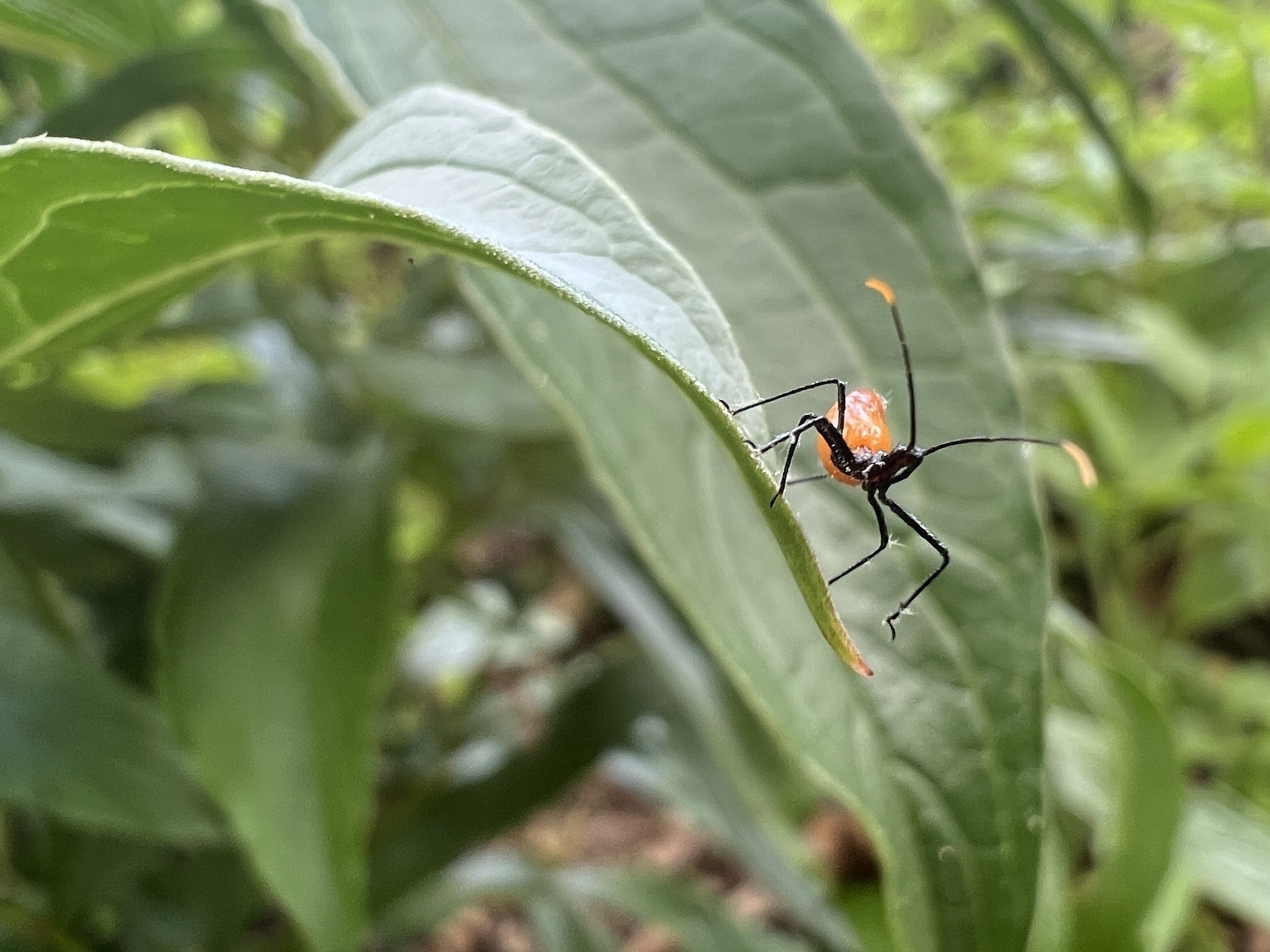 a very tiny assassin bug with an orange abdomen, black legs, and black head