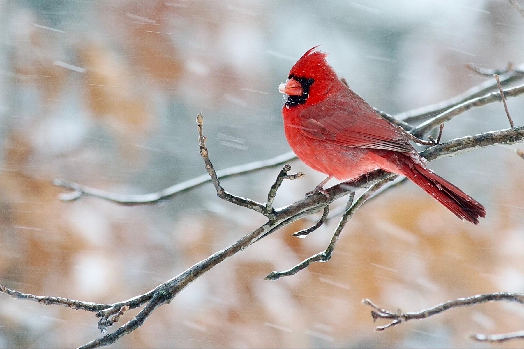 A vibrant red bird  is perched on a branch, blurred snow coming down around it