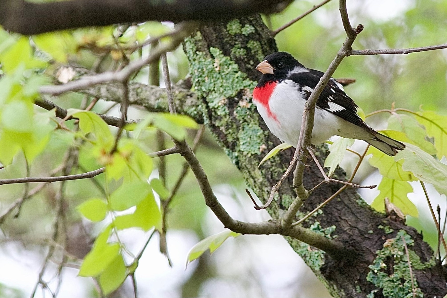 A bird perched in a tree. The bird is somewhat front facing, to the left side. It's chest is white with a bright patch of red in the center up to the neck. It's head and back are mostly black.